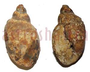 heera shankh